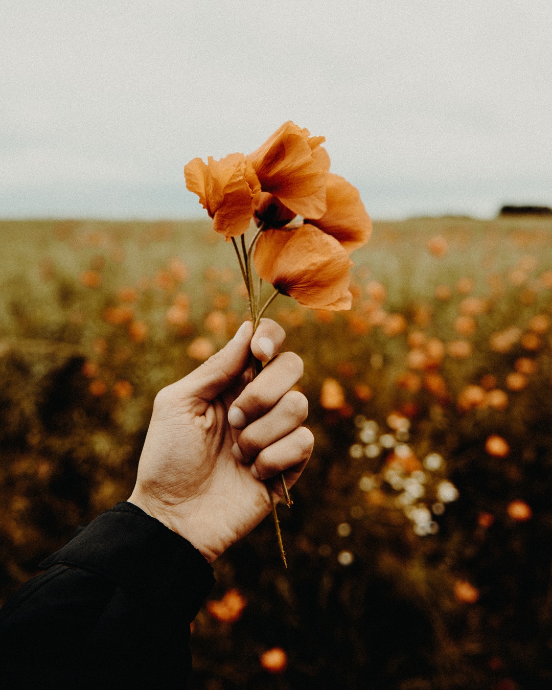 person holding brown petaled flowers