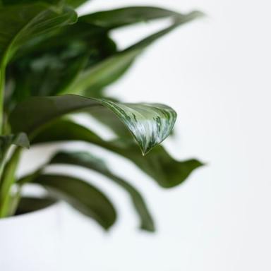 How A Houseplant Taught Me The Truth About My Marriage