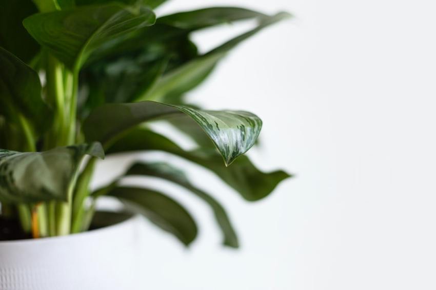 How A Houseplant Taught Me The Truth About My Marriage