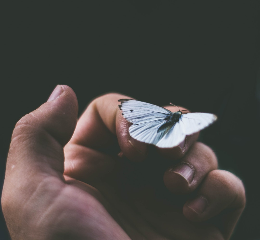 black and white butterfly on person's finger