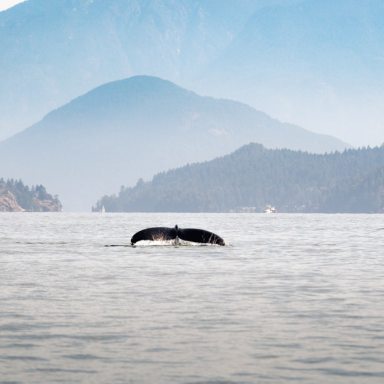 What The Loneliest Whale On Earth Can Teach Us About Perspective-Framing