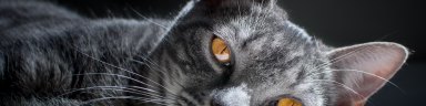 Help! My Pet Is Psychic: 13 People Share Stories Of Their Pet's Supernatural Behavior