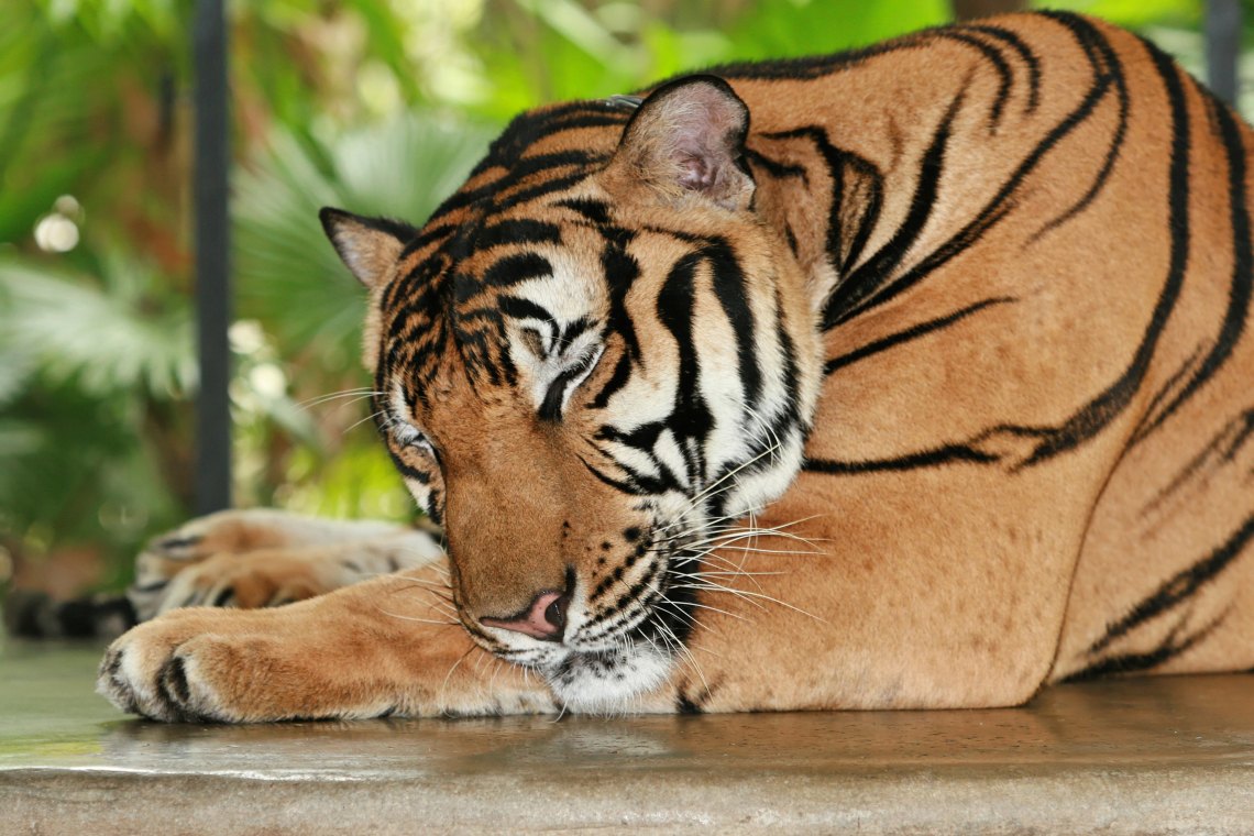 A tiger in the wild