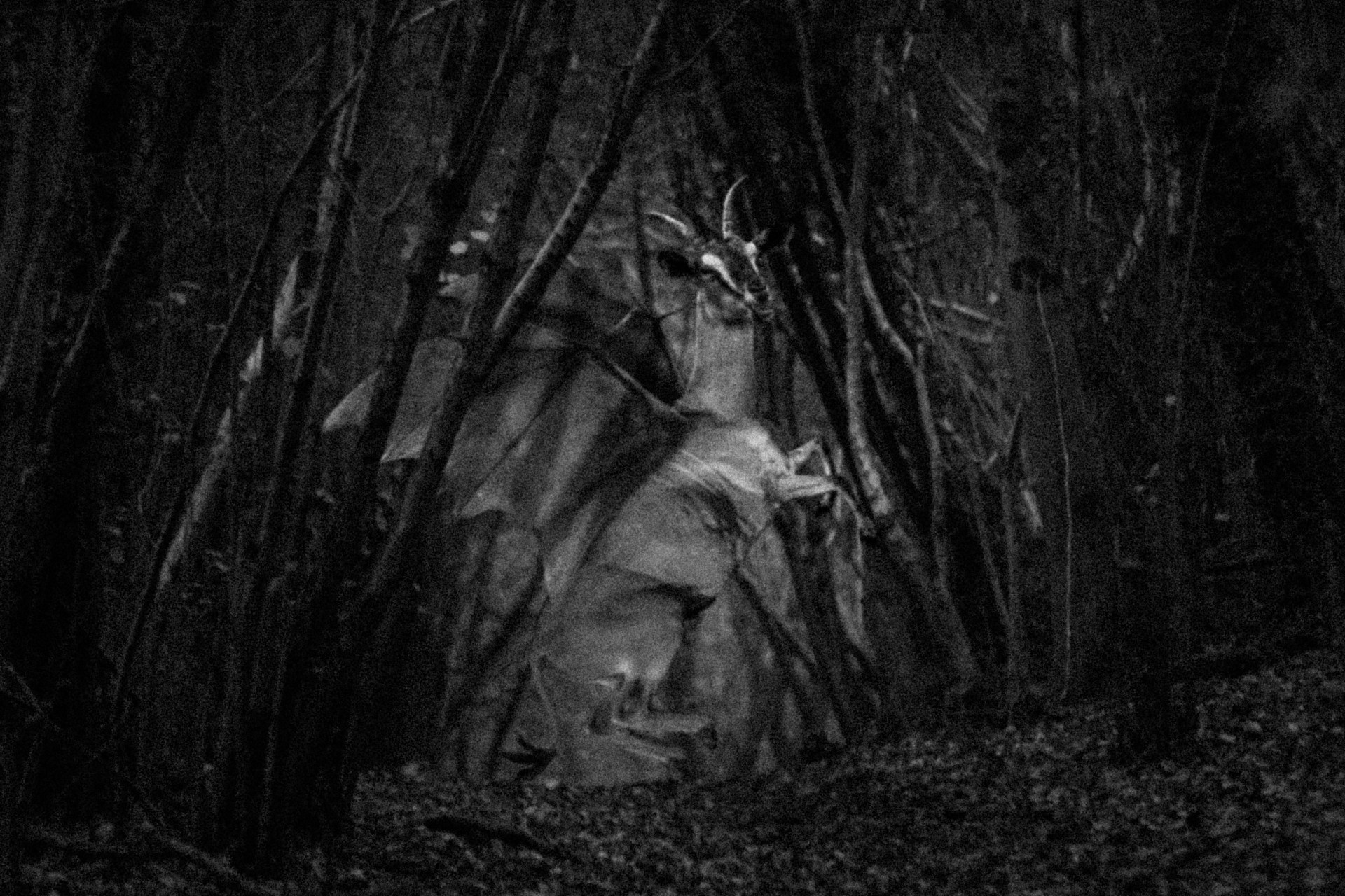 13 Creepy Facts About The Jersey Devil Thought Catalog