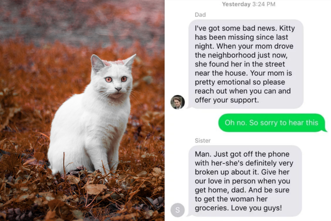 A white cat in the leaves and a text conversation with a family