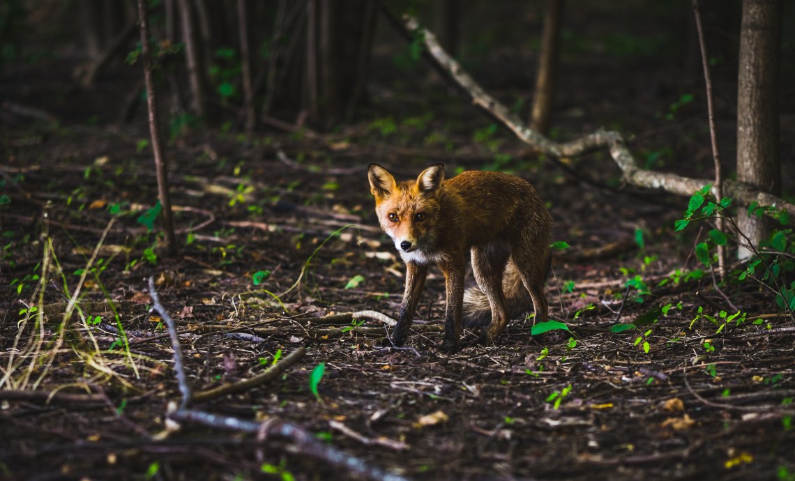 Baby Foxes