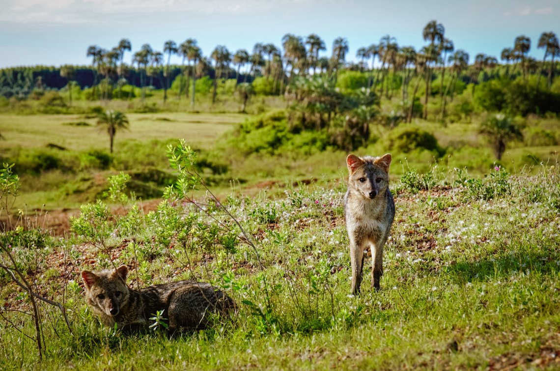 Baby Foxes!