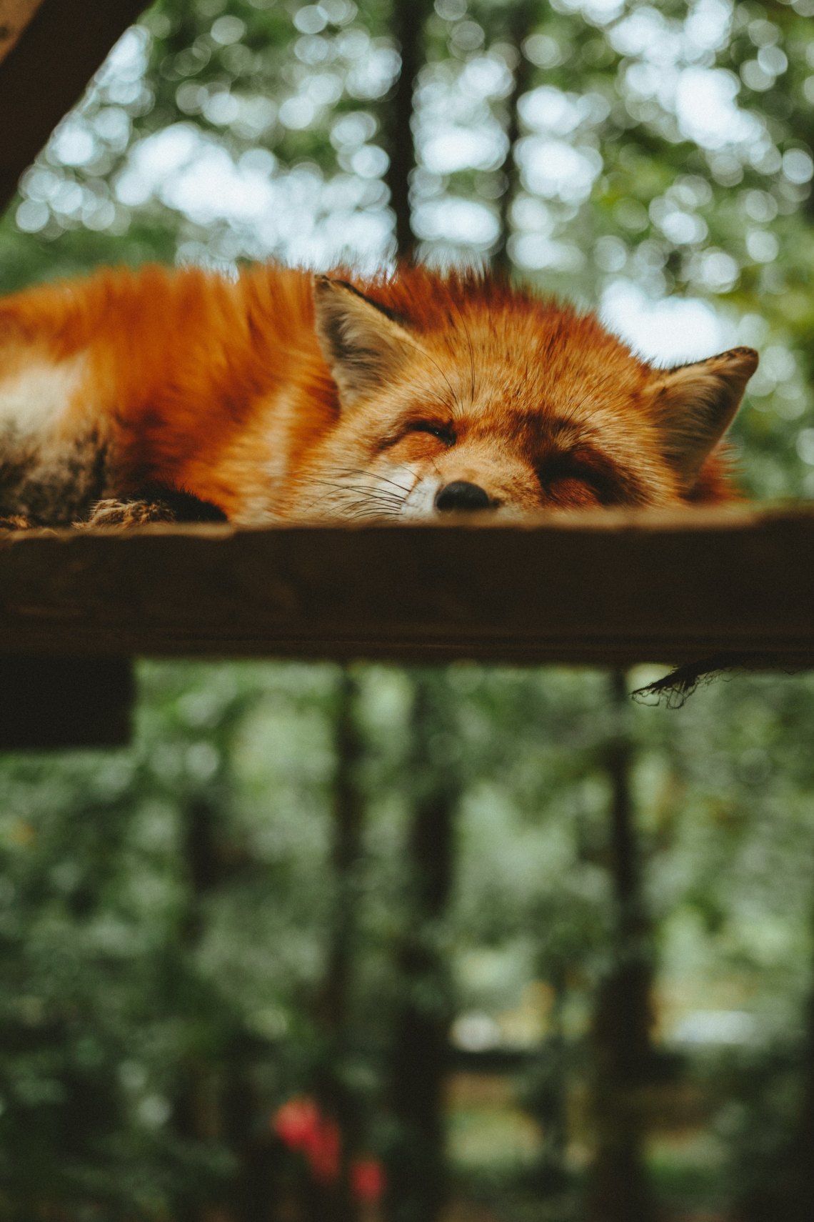 Baby Fox