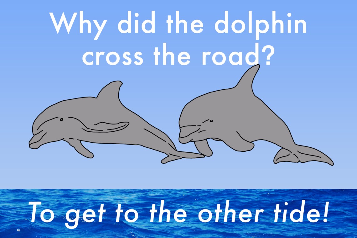 Funny dolphin