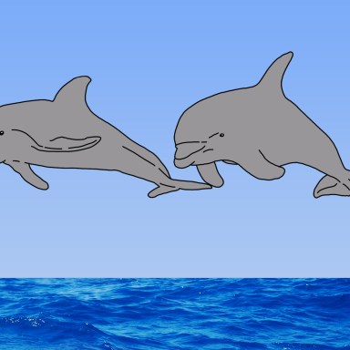 16 Dolphin Puns That Will Make You Flip Out
