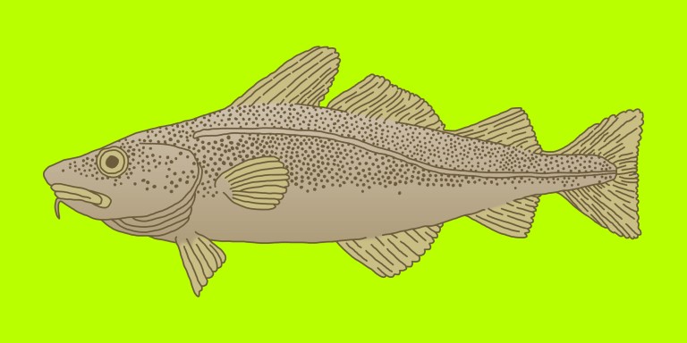 50 Hilarious, Laugh Out Loud Fish Puns