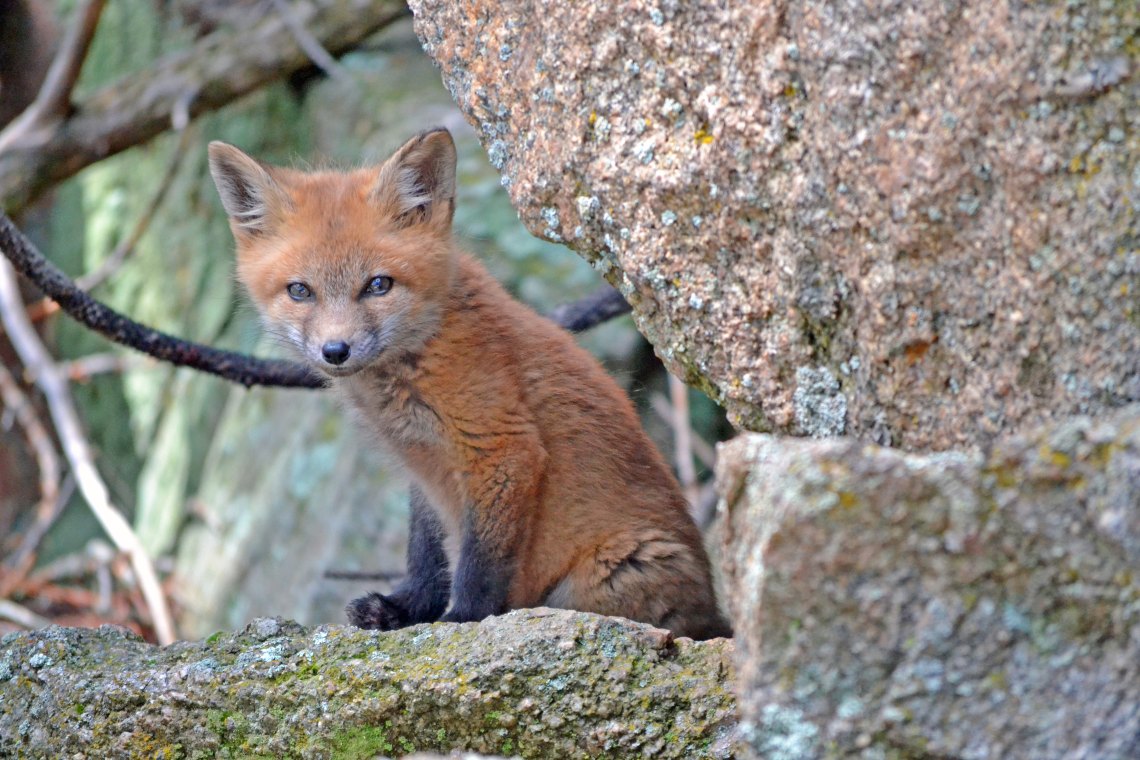 Baby Fox