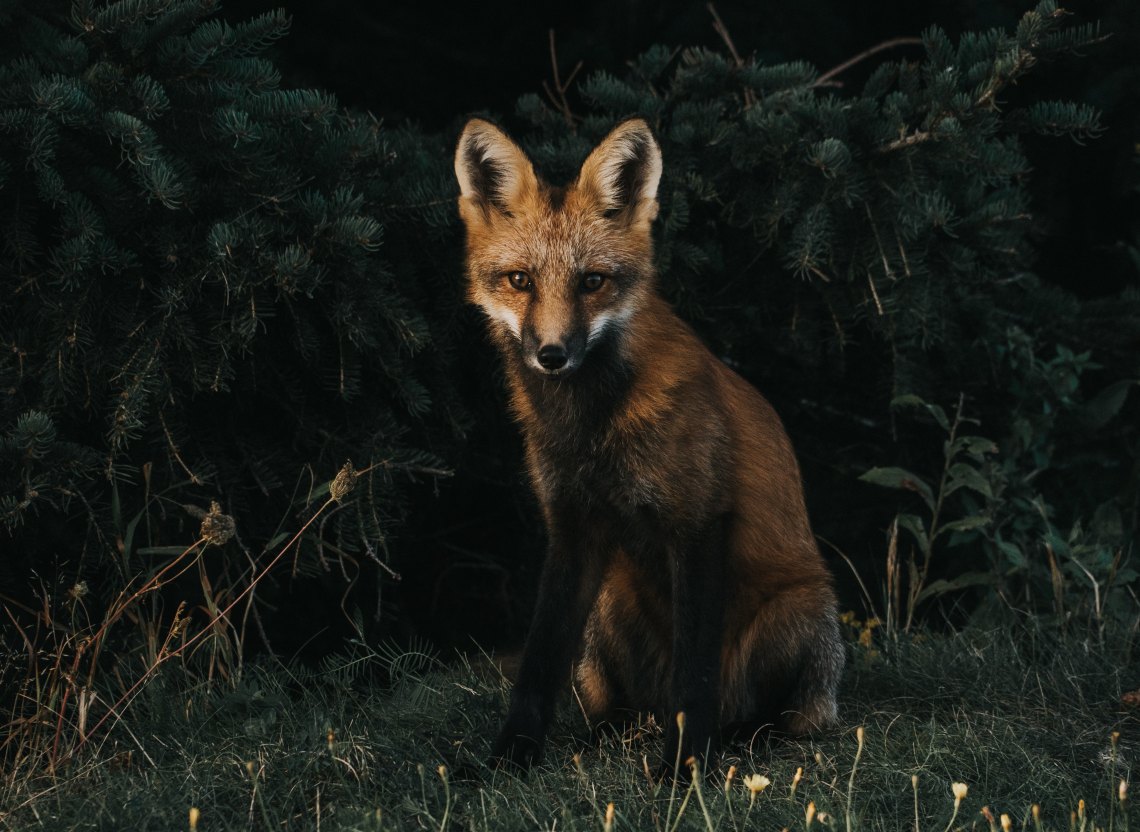 Baby Fox