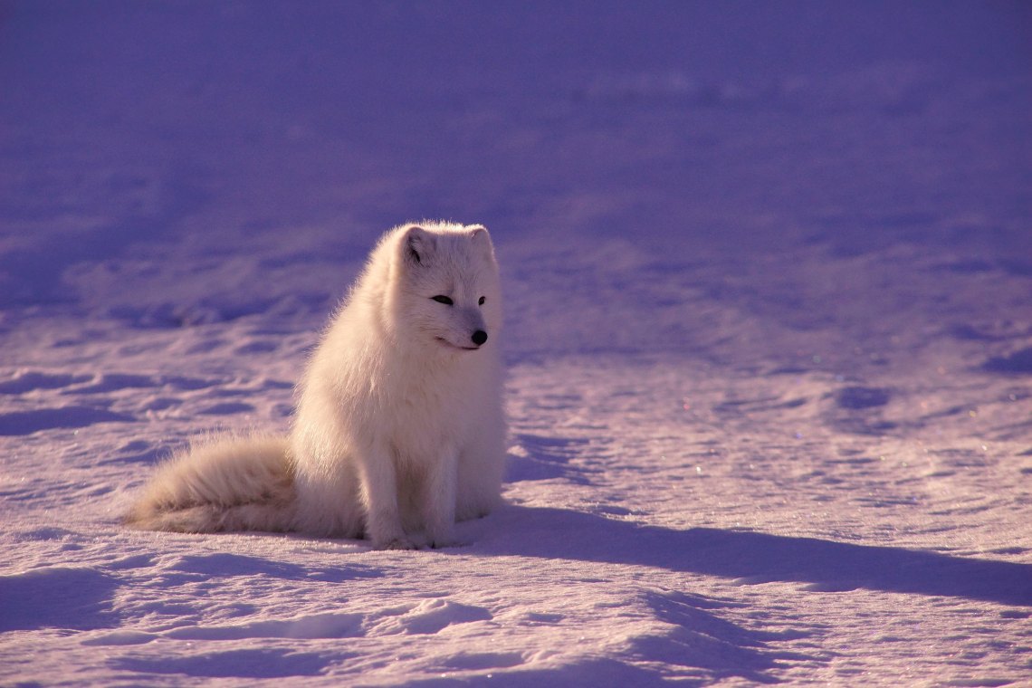 15 Best Photos Of Baby Foxes To Brighten Your Day Thought Catalog