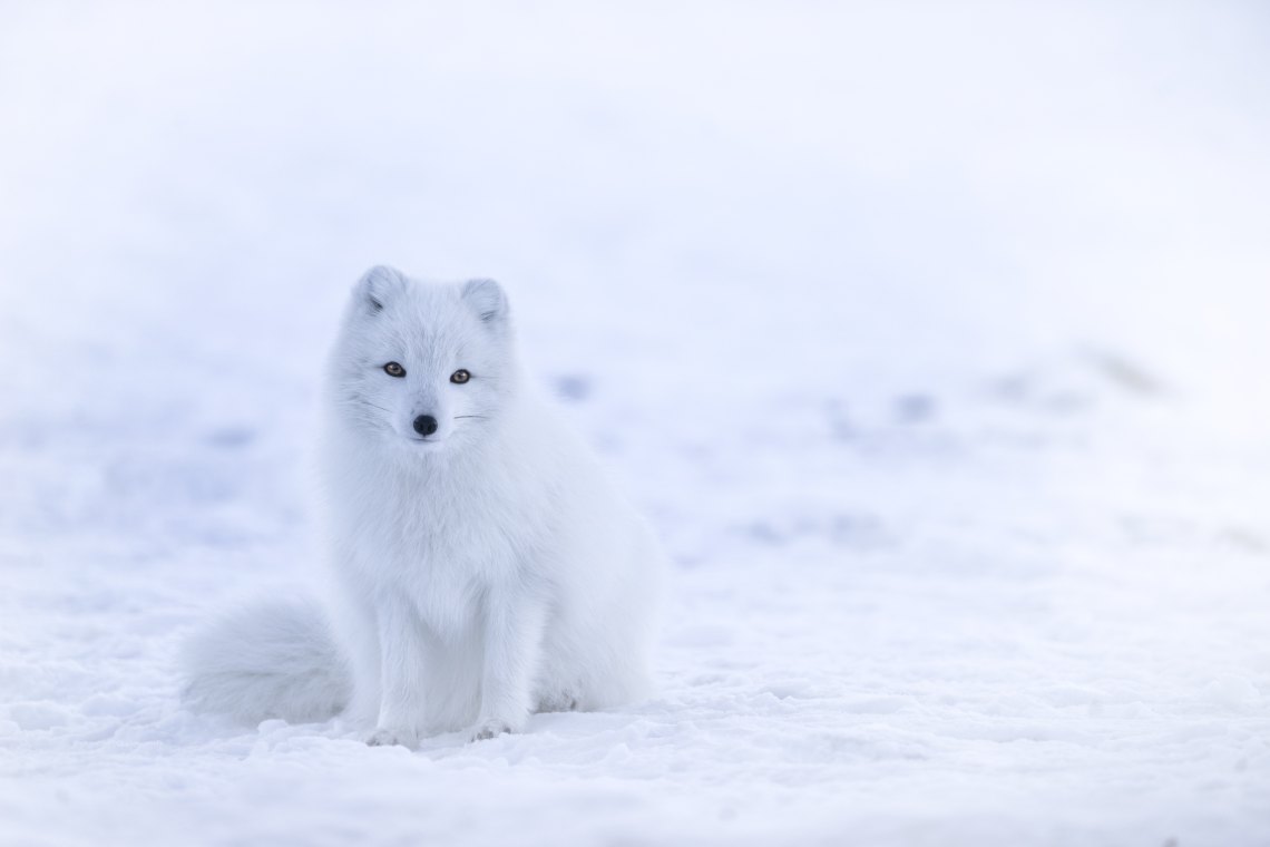 Baby foxes in winter are just so darn cute!
