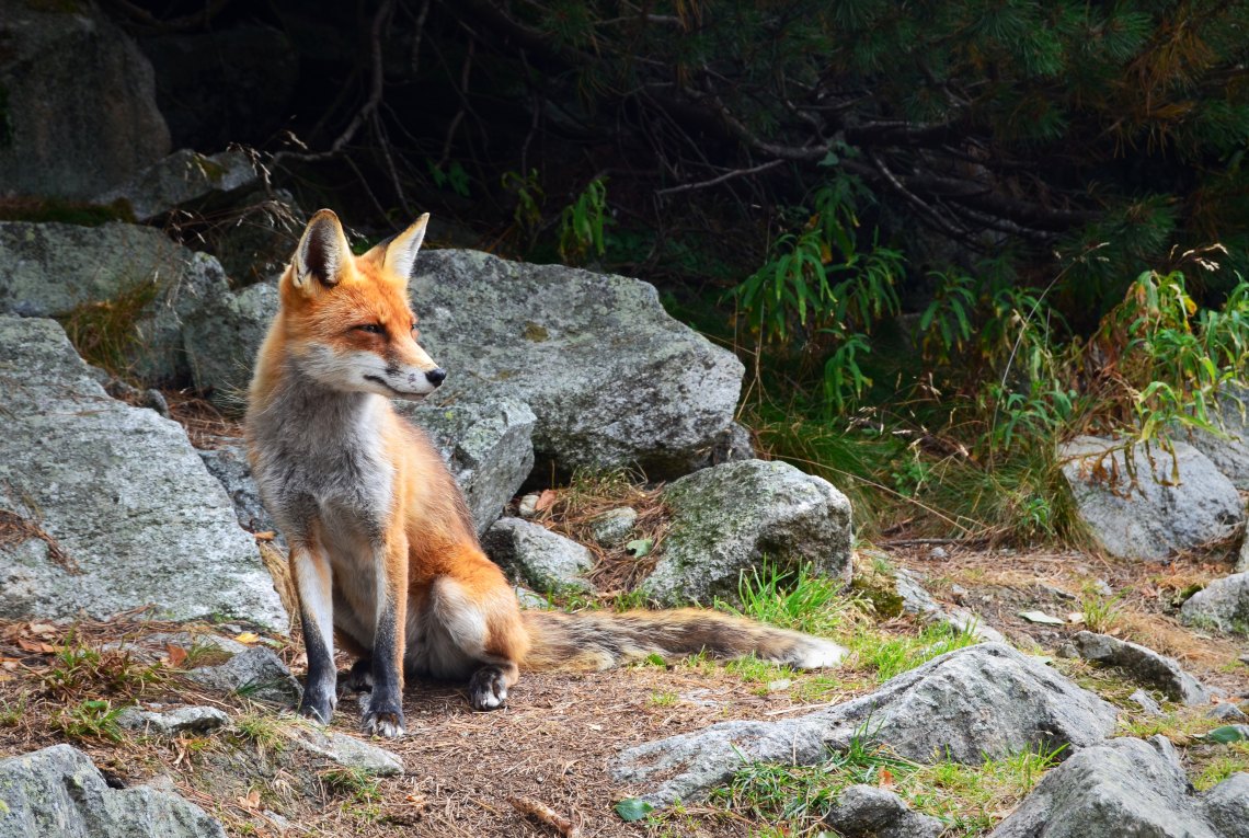 Baby Fox