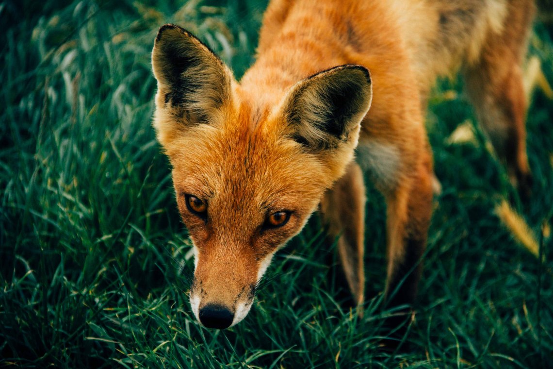 Baby Fox