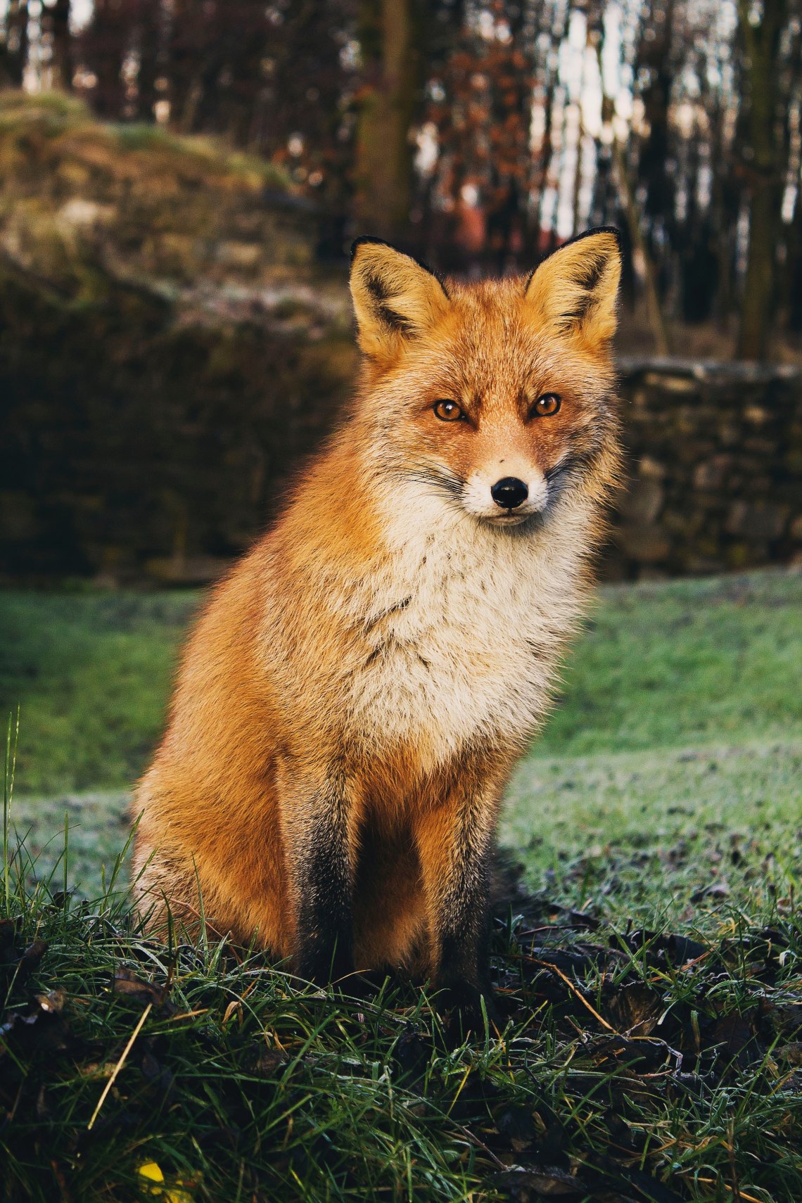 15 Best Photos Of Baby Foxes To Brighten Your Day Thought Catalog