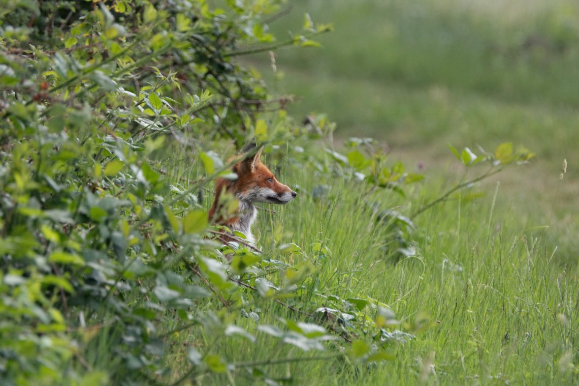 Baby Foxes