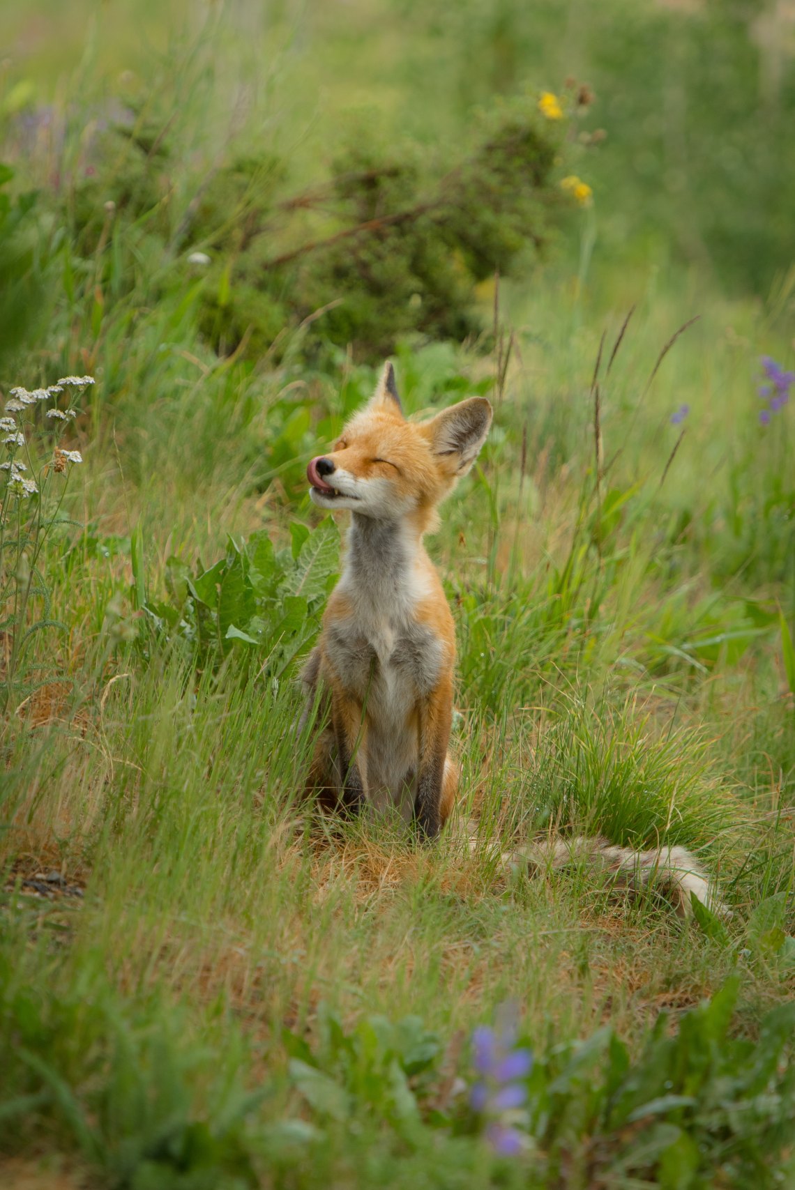 Baby Fox