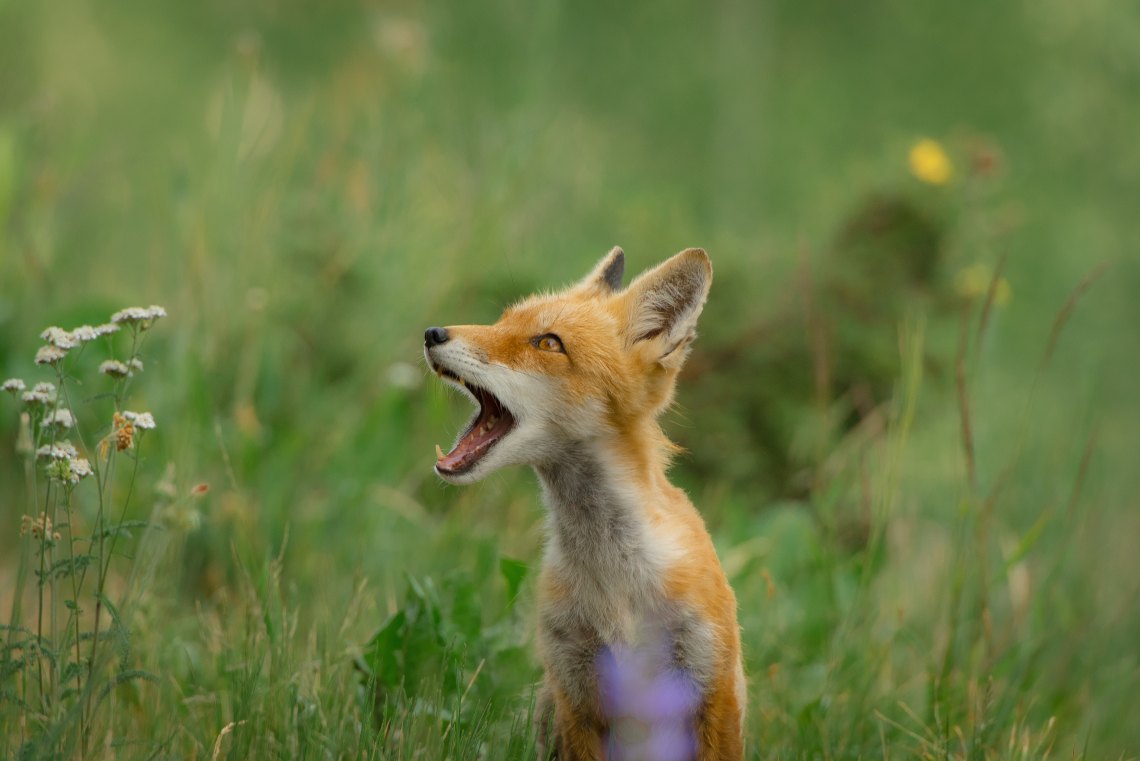 15 Best Photos Of Baby Foxes To Brighten Your Day Thought Catalog