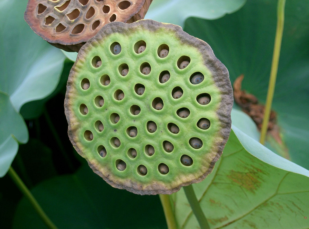 lotus pod skin disease