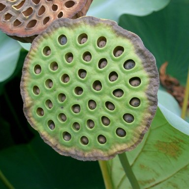 Trypophobia: Do Clusters Of Tiny Holes Creep You Out?