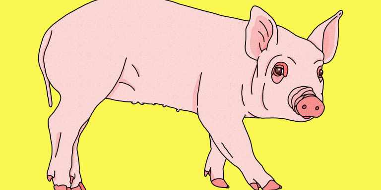 The 15 Best Pig Puns So You Can Hog All The Laughs