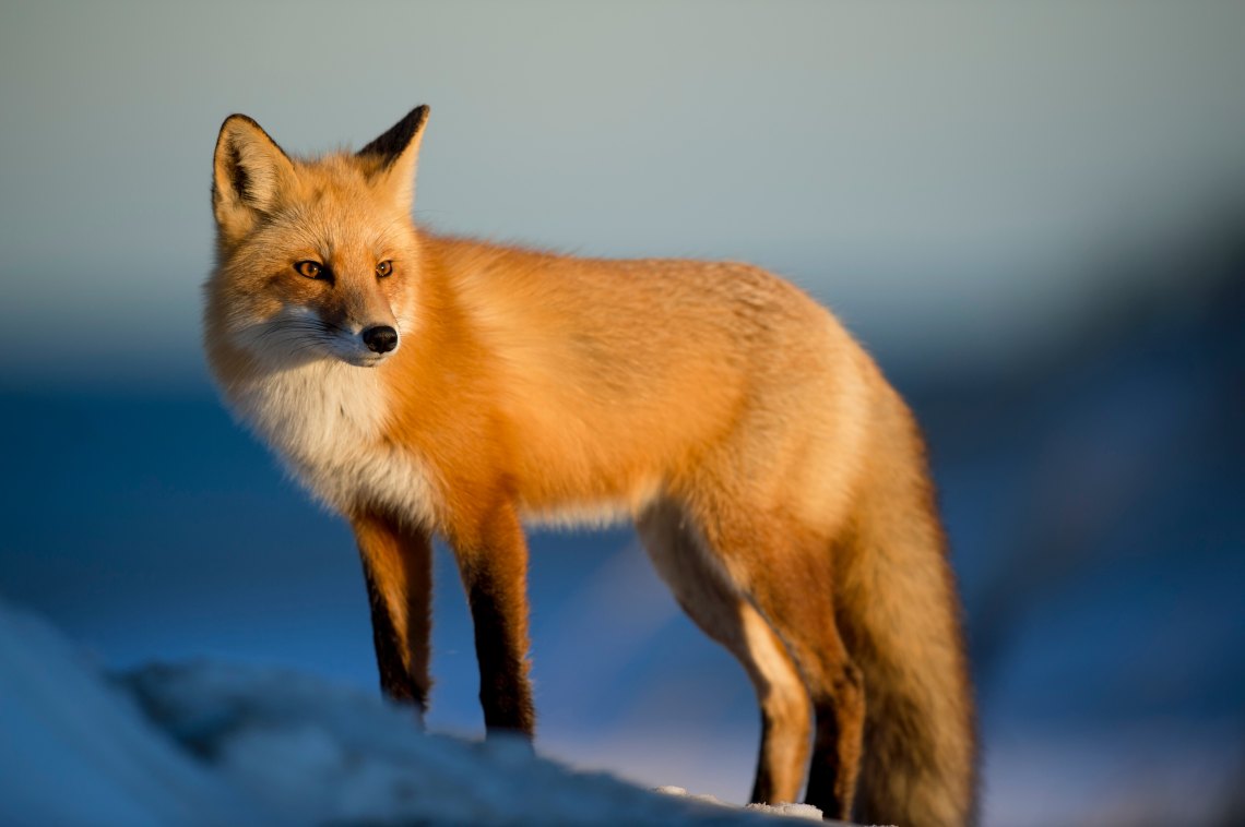 Bay Fox