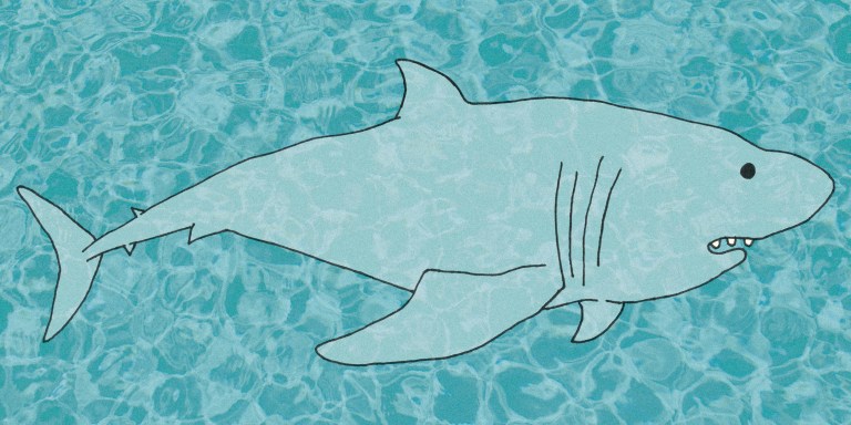 Sink Your Teeth Into These 33 Hysterical Shark Puns