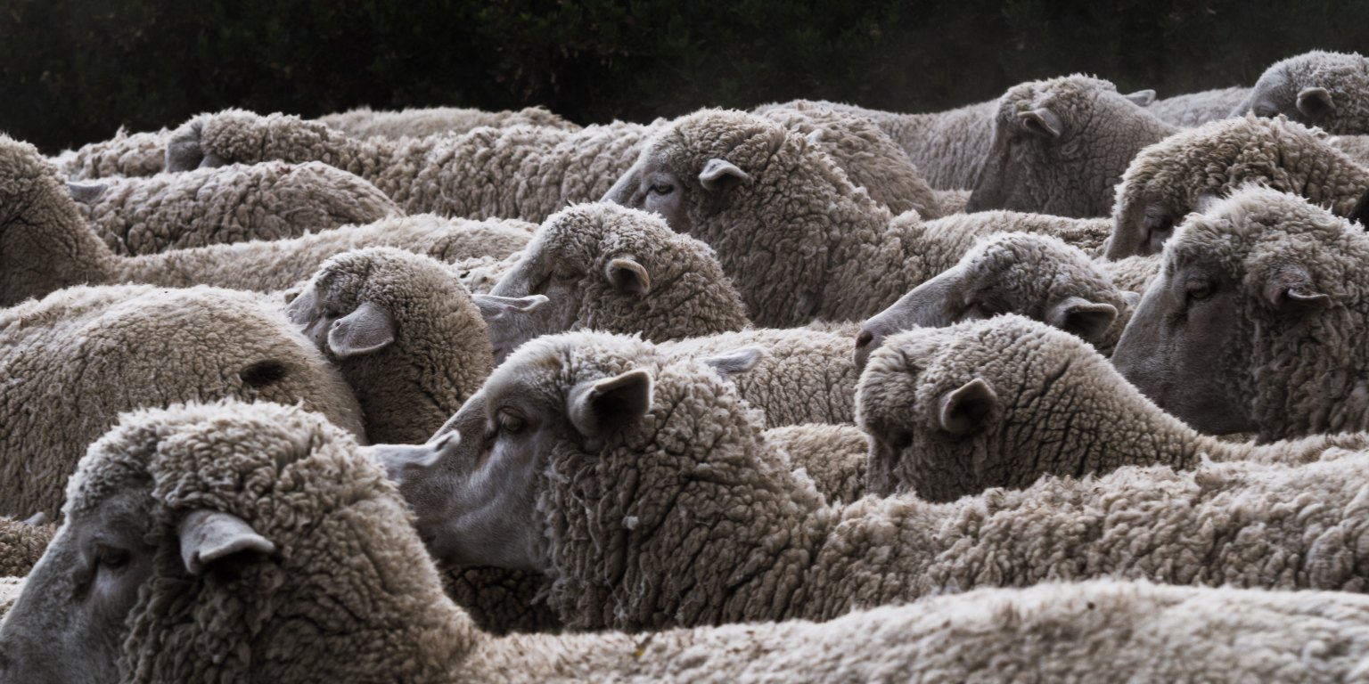45+ Sheep Puns to Make Ewe Laugh (LOL) | Thought Catalog