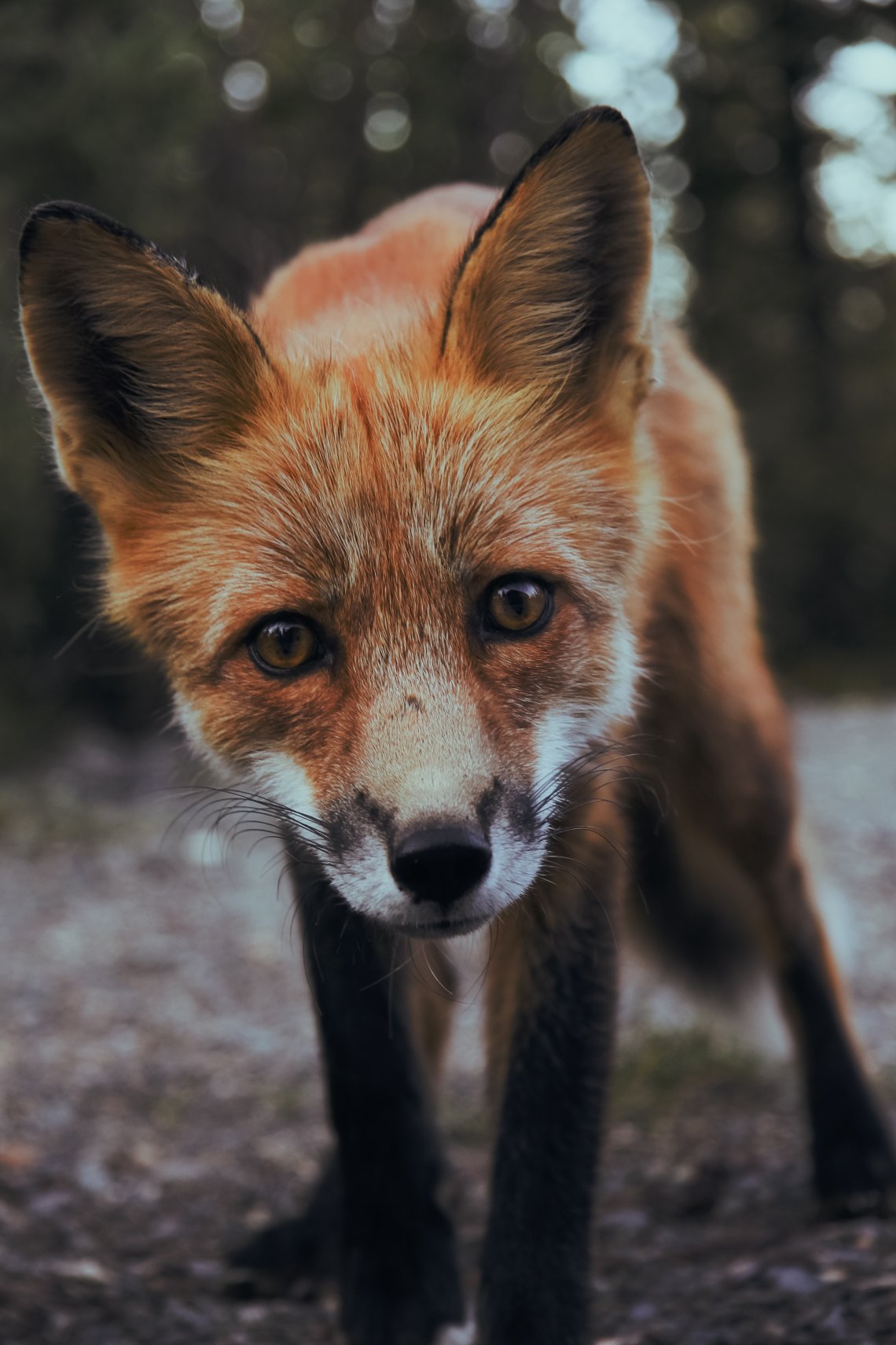 Baby Fox