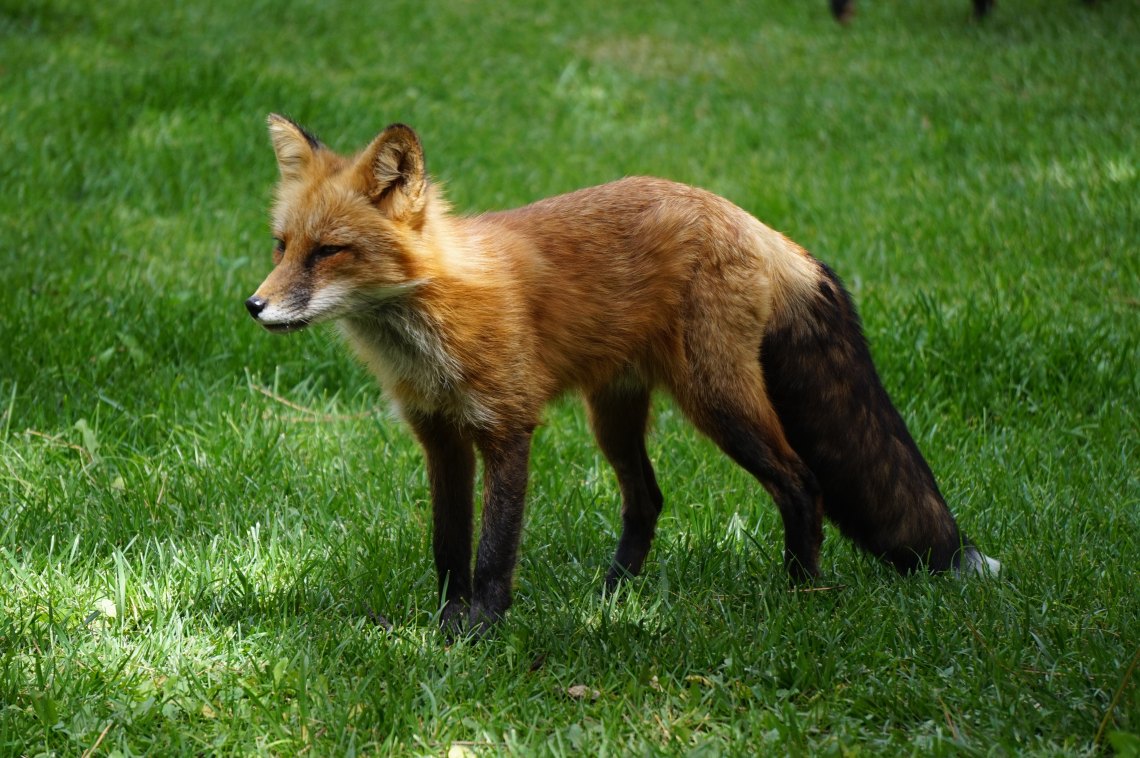 Baby Fox