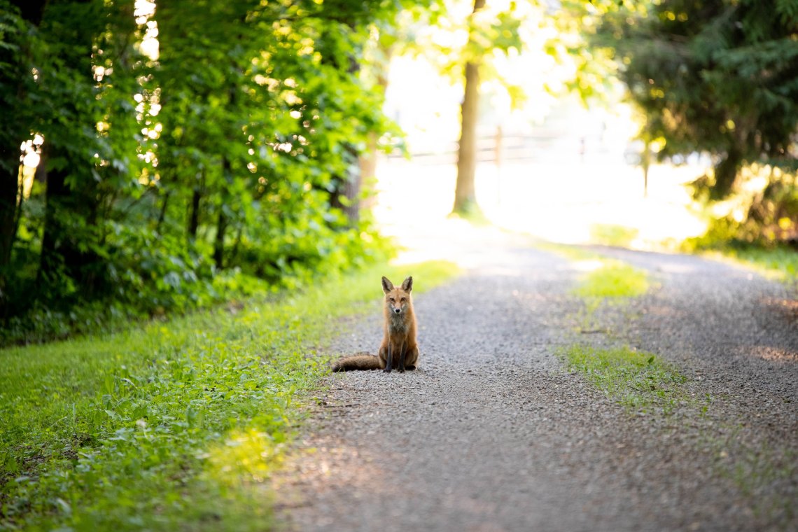 Baby Foxes