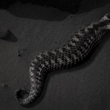 Everything To Know About The Tsuchinoko, The Creepiest ‘Animal’ You’ve Never Heard Of