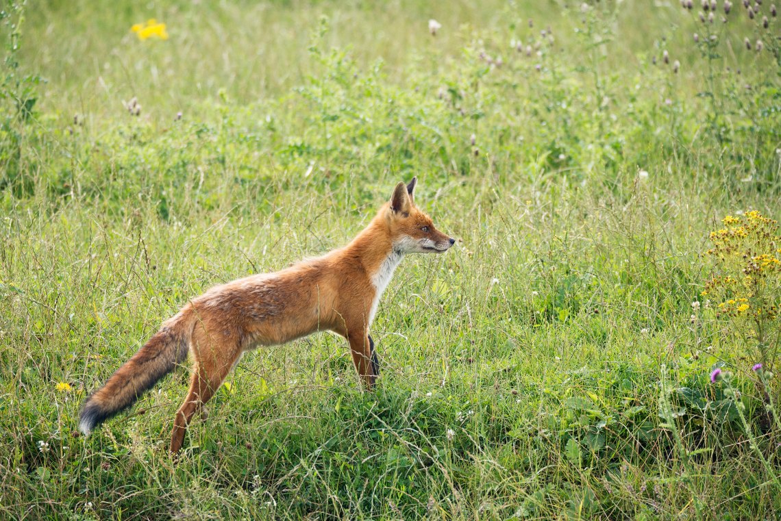 Baby Fox