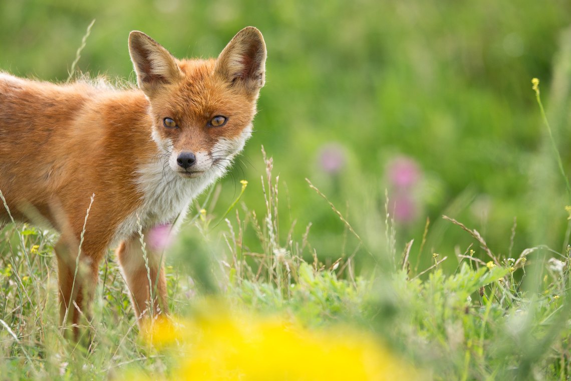 15 Best Photos Of Baby Foxes To Brighten Your Day Thought Catalog