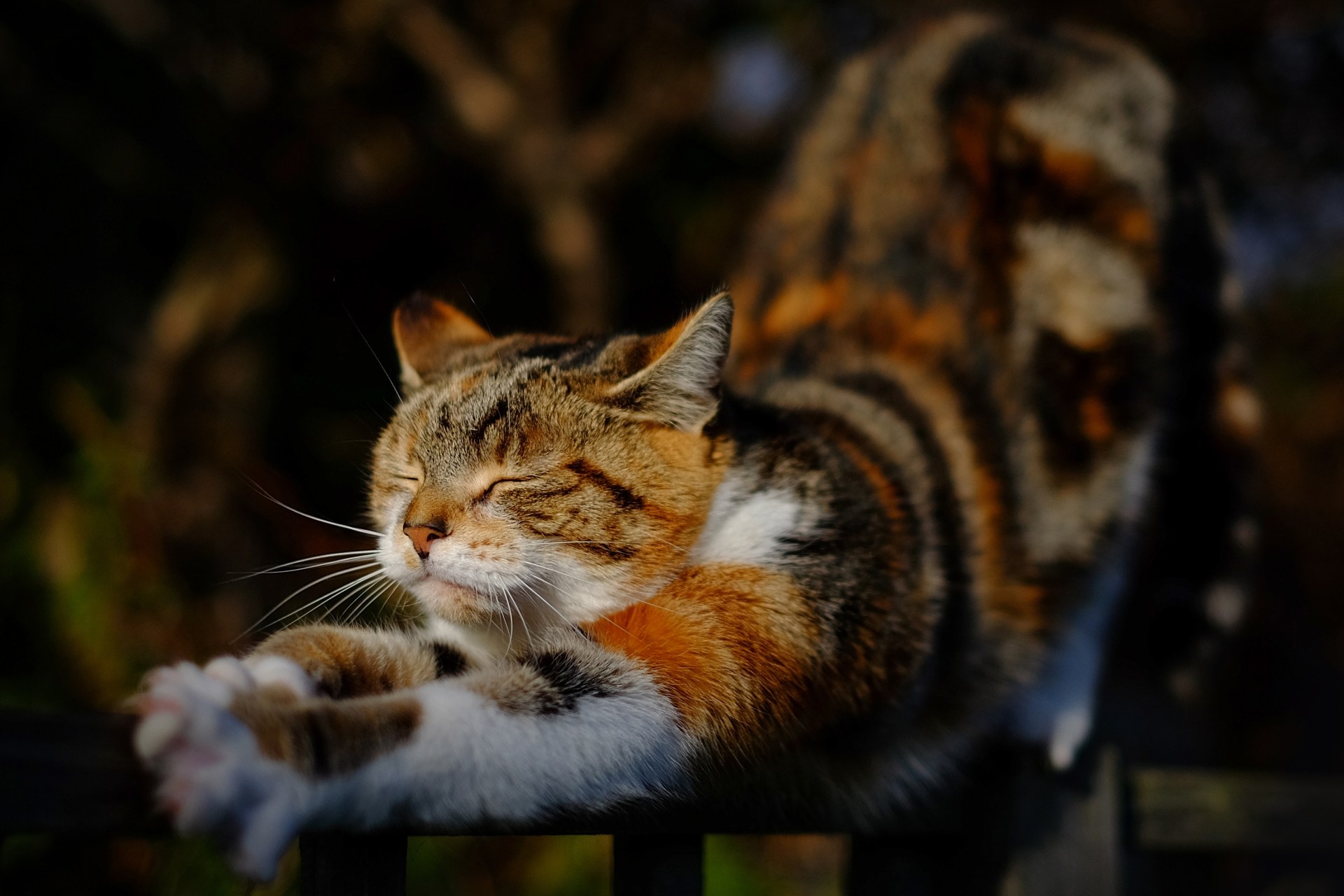 Why Do Cats Knead? | Thought Catalog Why Do Cats Knead? | Thought Catalog