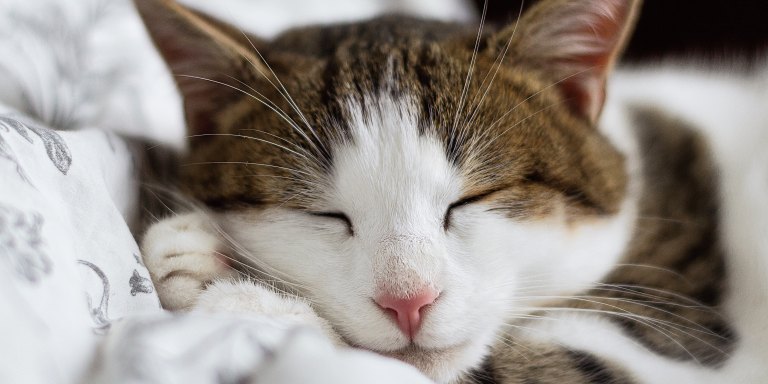 Why Do Cats Purr?