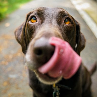 Why Do Dogs Lick?