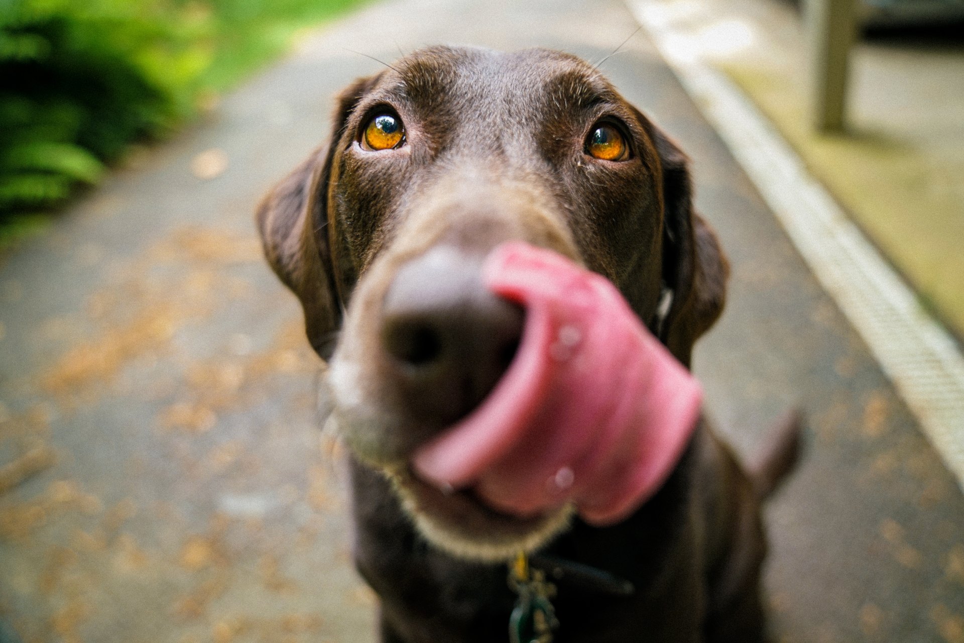 Why Do Dogs Lick
