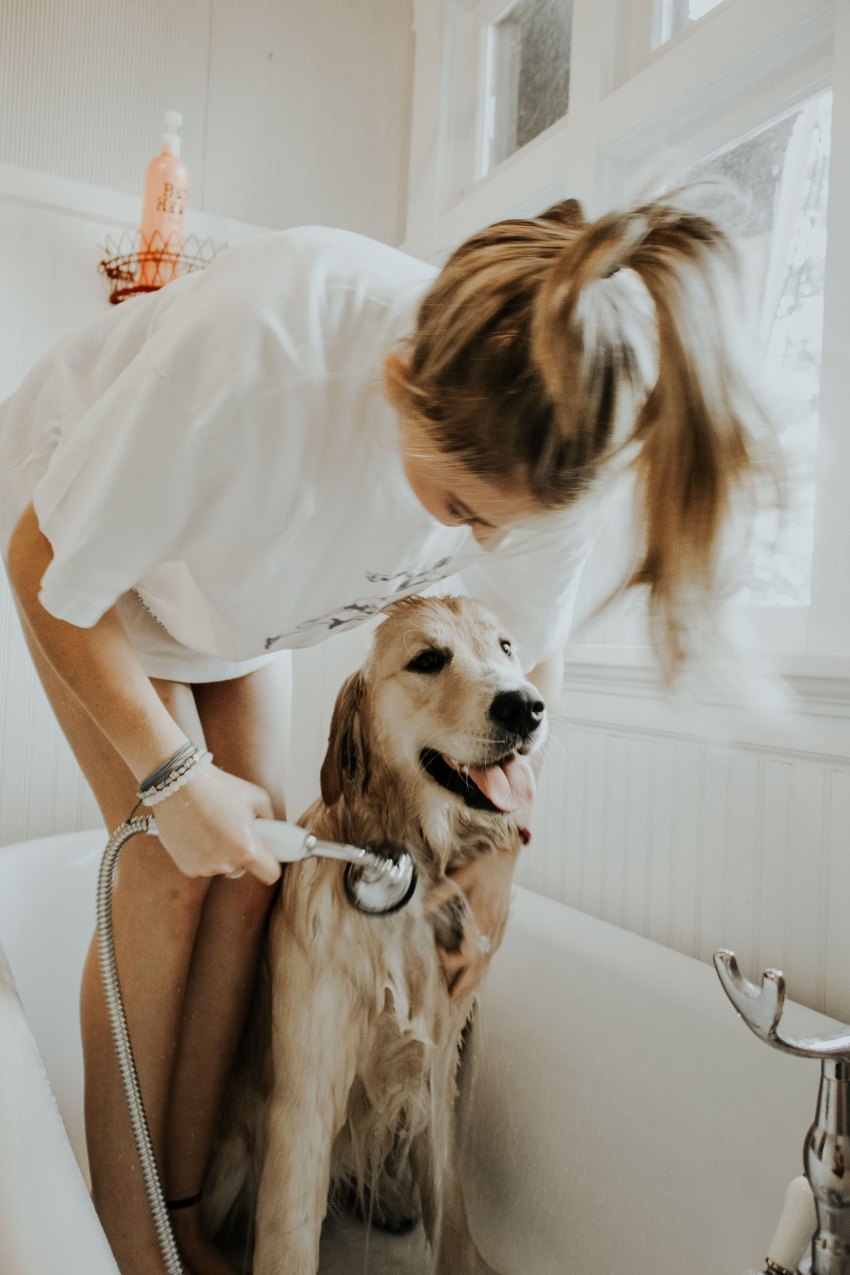 CBD As A Dog Remedy — The Animal Anxiety Issue Not Enough People Are Barking About