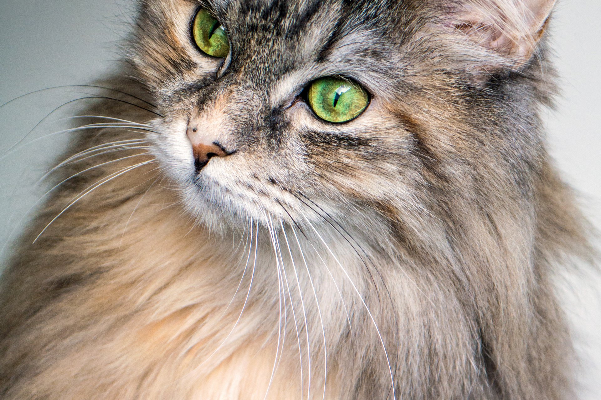 Why Do Cats Have Whiskers