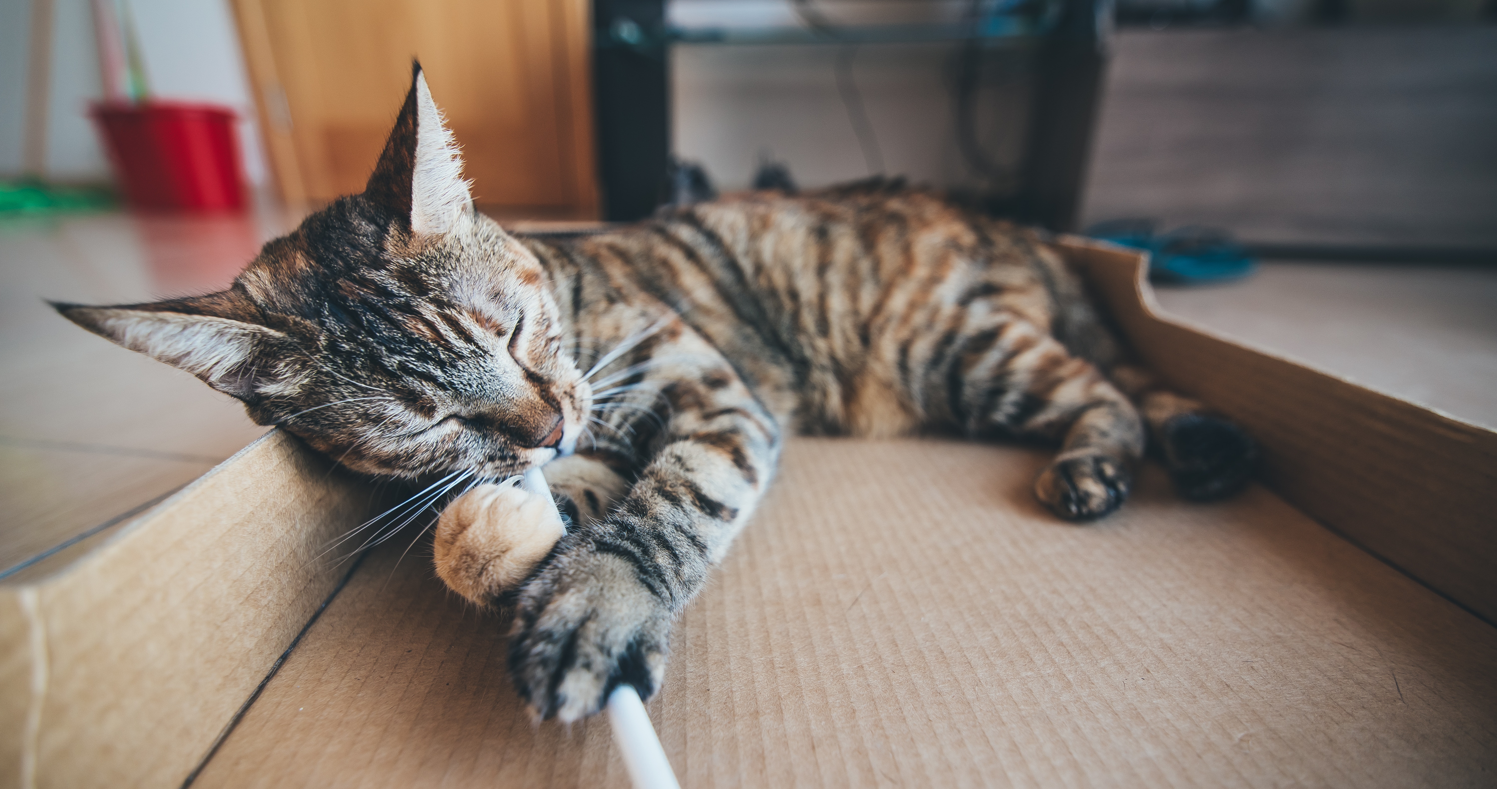 cats and boxes