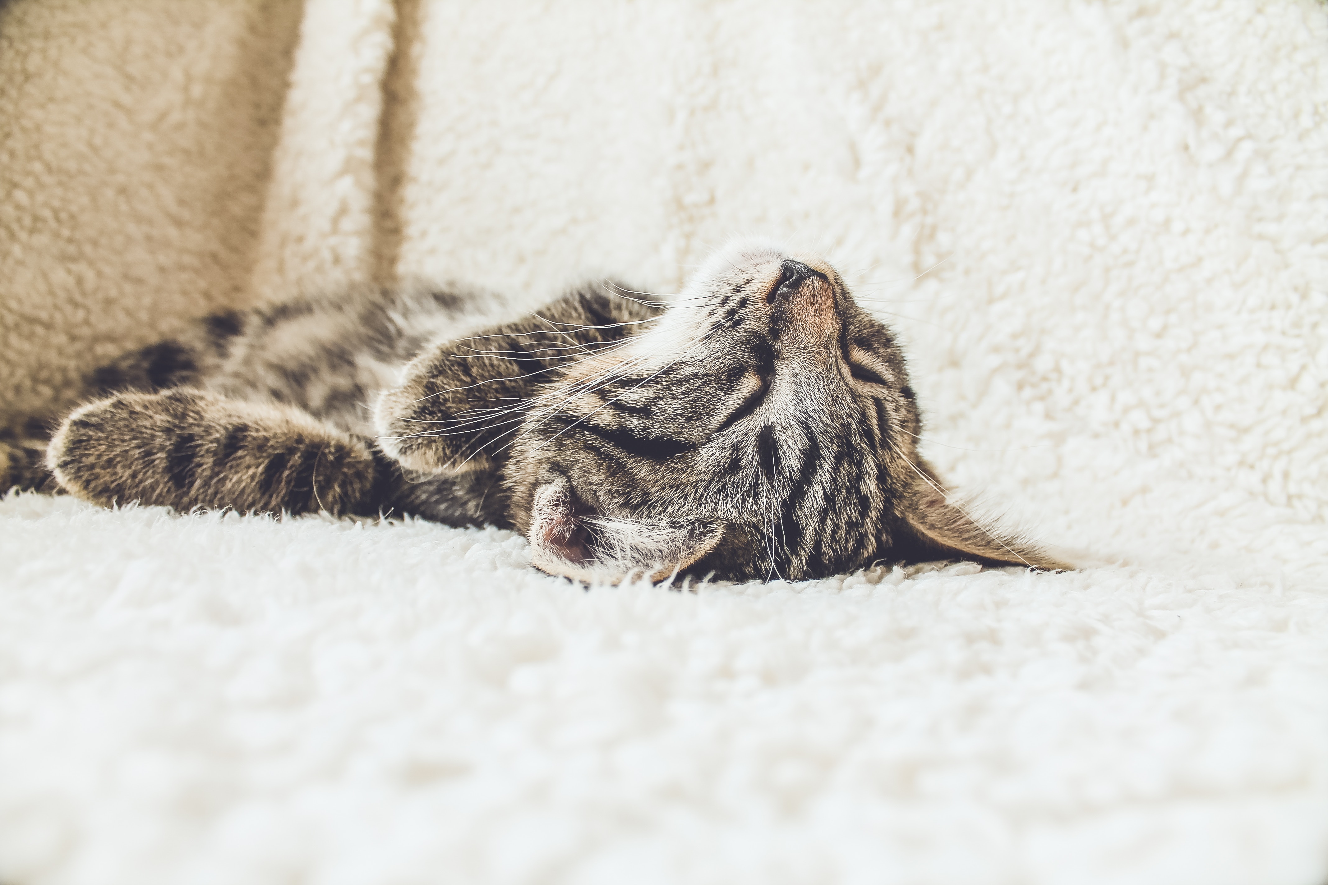 Why Do Cats Like Catnip? Thought Catalog
