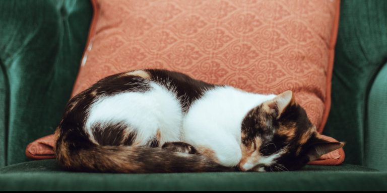 Why Do Cats Sleep So Much?