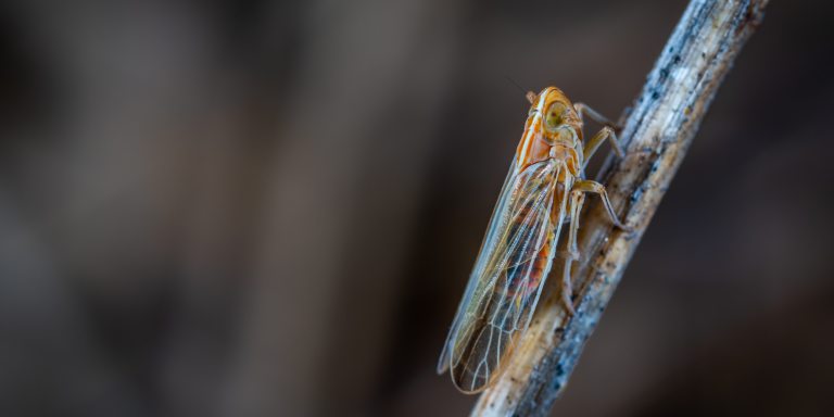 19 Facts About Cicada 3301, A Mysterious Internet Puzzle