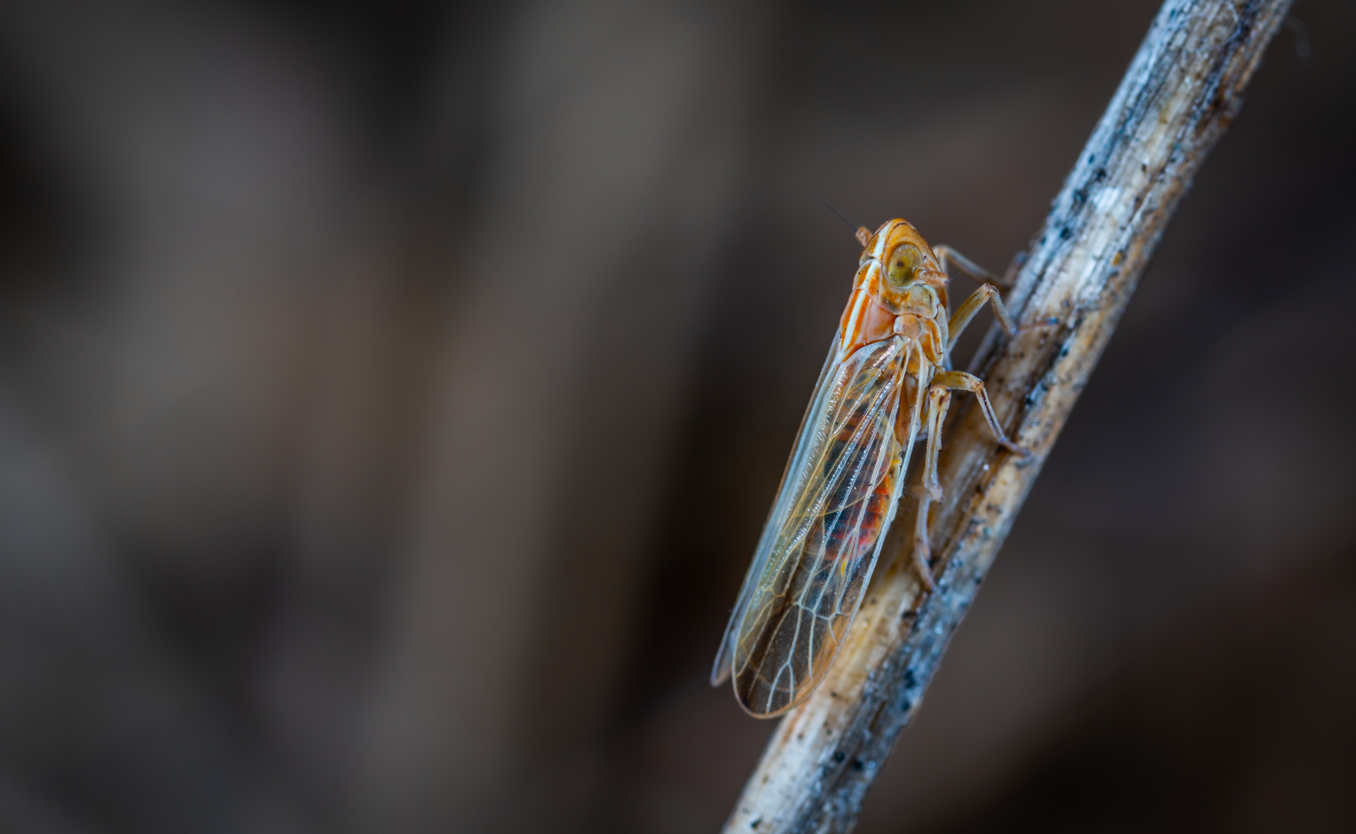 19 Facts About Cicada 3301, A Mysterious Internet Puzzle ...