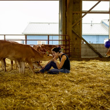 Cow Comfort Is Clearly The Theme At This Dairy Farm