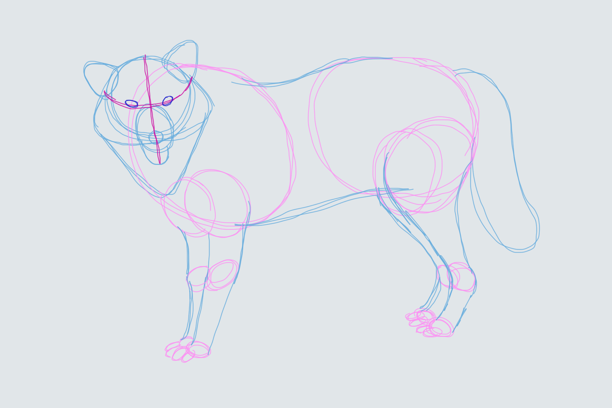 How To Draw A Wolf: A Step By Step Guide | Thought Catalog